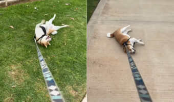 1日遊び回って疲れちゃったのかな?柴犬は引きづられても歩く気配を見せません!!【アメリカ・動画】