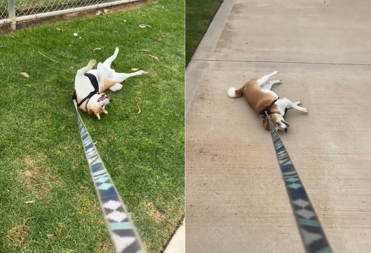 1日遊び回って疲れちゃったのかな？柴犬は引きづられても歩く気配を見せません！！【アメリカ・動画】