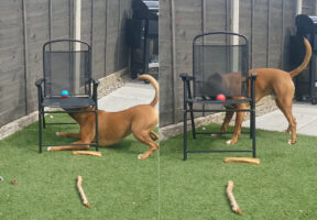 ボールで遊びたい犬。メッシュ越しに見えるボールをなんとか取ろうと奮闘中！！