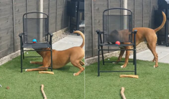 ボールで遊びたい犬。メッシュ越しに見えるボールをなんとか取ろうと奮闘中!!
