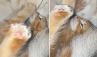 寝転がって遊んでいる猫の赤ちゃん。だけどそれはオモチャじゃないんだよ!!