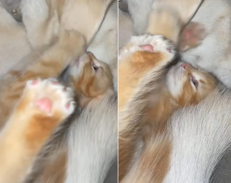寝転がって遊んでいる猫の赤ちゃん。だけどそれはオモチャじゃないんだよ!!
