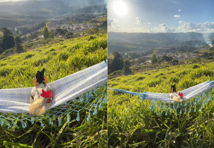 街のリーダーはニワトリ？街を見下ろす丘でハンモックに横になり、すっかりくつろいでいます！！