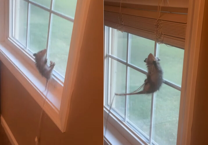 オポッサムの赤ちゃんがスゴい！ブラインドのコードを、ヨイショヨイショとあっという間にのぼっていきました！！