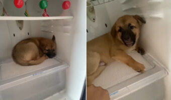 暑がりやさんなのかな?冷蔵庫に入り込んだ子犬は絶対に外に出たくないようで・・、唸り声もあげています