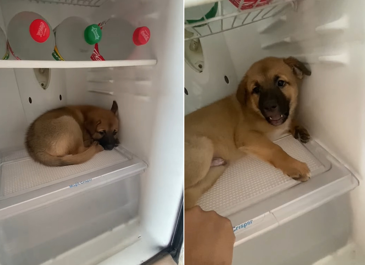 暑がりやさんなのかな?冷蔵庫に入り込んだ子犬は絶対に外に出たくないようで・・、唸り声もあげています