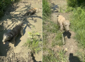 泥遊びを堪能するゴールデンレトリバーたち。お散歩中ですが、元の毛並みもわからないほど全身泥だらけ！！