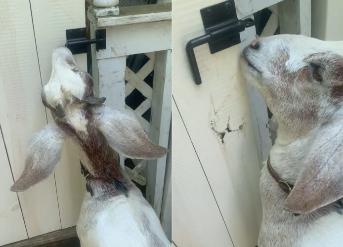 このヤギとっても賢い！自分でカンヌキを開けて扉を開けてしまいました！！