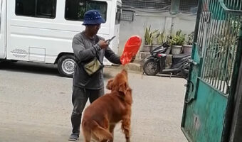 荷物を受け取りたいゴールデンレトリバー。配達員さんの前で「早く早く!」と期待しながら待っています!!【海外・動画】