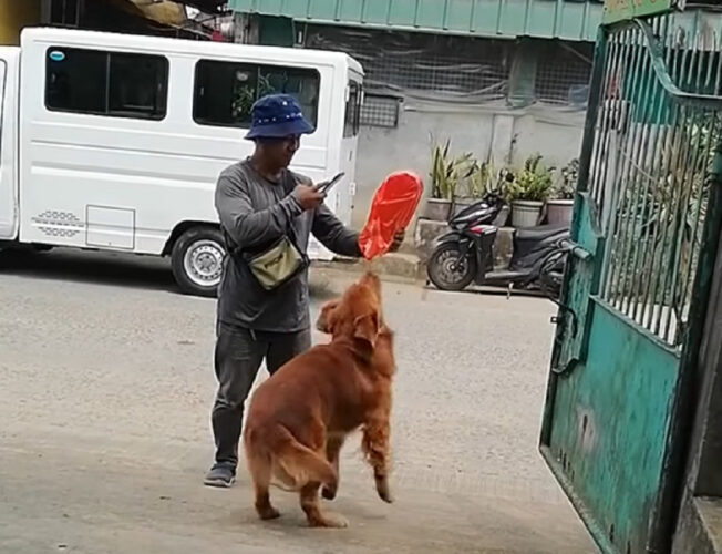 荷物を受け取りたいゴールデンレトリバー。配達員さんの前で「早く早く！」と期待しながら待っています！！【海外・動画】