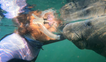 クリスタルリバーで出会ったマナティーたちが人懐っこい！？ダイバーさんにご挨拶してくれている？？【アメリカ・動画】
