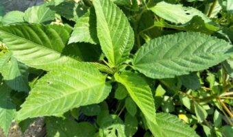野菜の王様とまでいわれる「モロヘイヤ」。その旬は?選び方や保存方法のポイントも解説!!