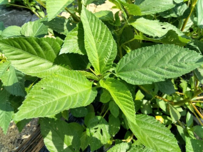 野菜の王様とまでいわれる「モロヘイヤ」。その旬は？選び方や保存方法のポイントも解説！！