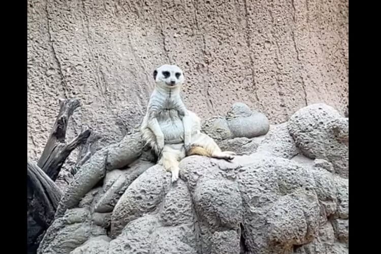 すくっと立ち上がった姿が印象的なミーアキャット。ところがこのミーアキャットは・・、すっかりくつろいでいる？