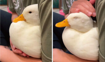 ナデナデされてアヒルは大満足?だっこされてウトウトしているその姿がとってもかわいい