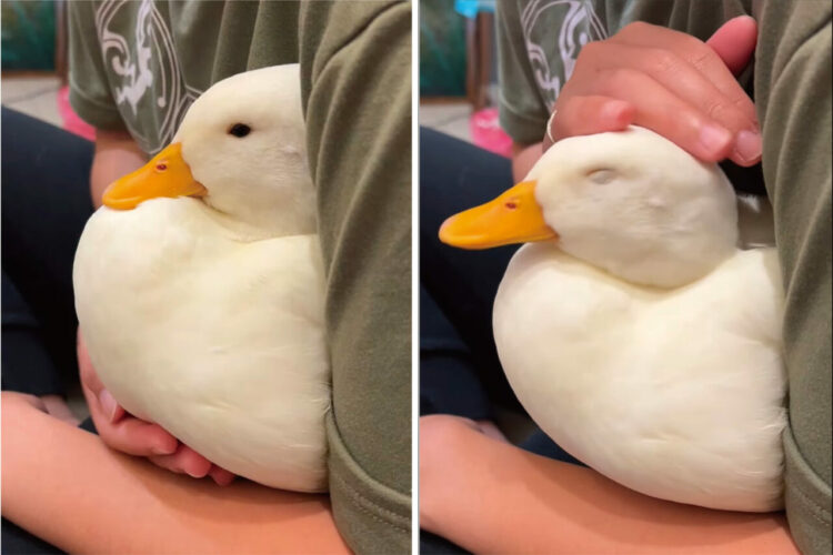 ナデナデされてアヒルは大満足？だっこされてウトウトしているその姿がとってもかわいい