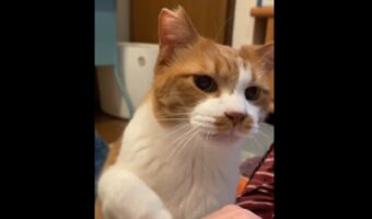 テレビを見ている飼い主さんの気を引くため、アピールしてくるいじらしい愛猫に反響！「遠慮がちなおててにノックアウトされました」