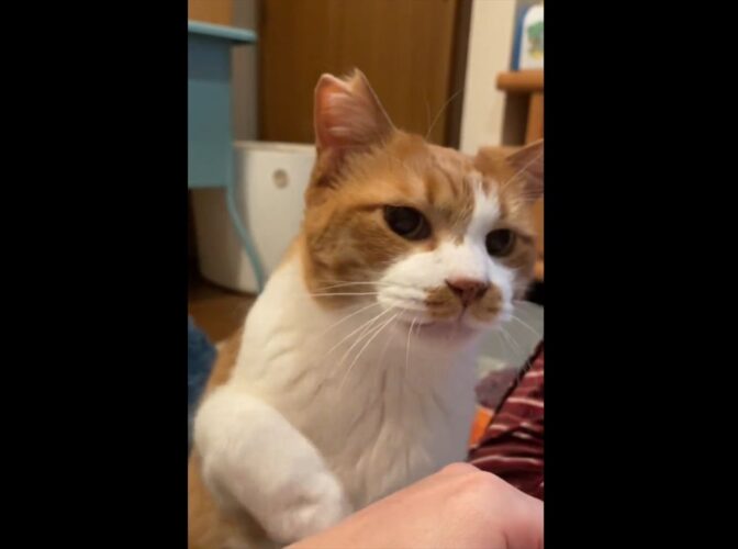 テレビを見ている飼い主さんの気を引くため、アピールしてくるいじらしい愛猫に反響！「遠慮がちなおててにノックアウトされました」