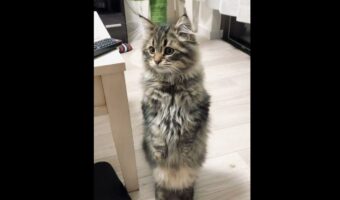 聞き慣れない音全てにビビりまくってた時期・・・『ド警戒直立モード』の愛猫が可愛すぎる！その後に縮んでいくのも面白い