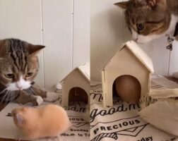 ハムスターと仲良くしたいけれど逃げ腰の愛猫。それでも歩み寄ろうとする姿勢とハムスターのマイペースぶりにほっこり！