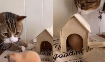 ハムスターと仲良くしたいけれど逃げ腰の愛猫。それでも歩み寄ろうとする姿勢とハムスターのマイペースぶりにほっこり!