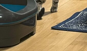 「すごくマッチョに見えてビックリしちゃった」ふとした瞬間に撮影した愛猫の姿がムキムキで強そう!