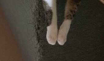 「それ、、、くつろげてる?」なんとも言えない表情で斬新なくつろぎ方をする愛猫が面白い!