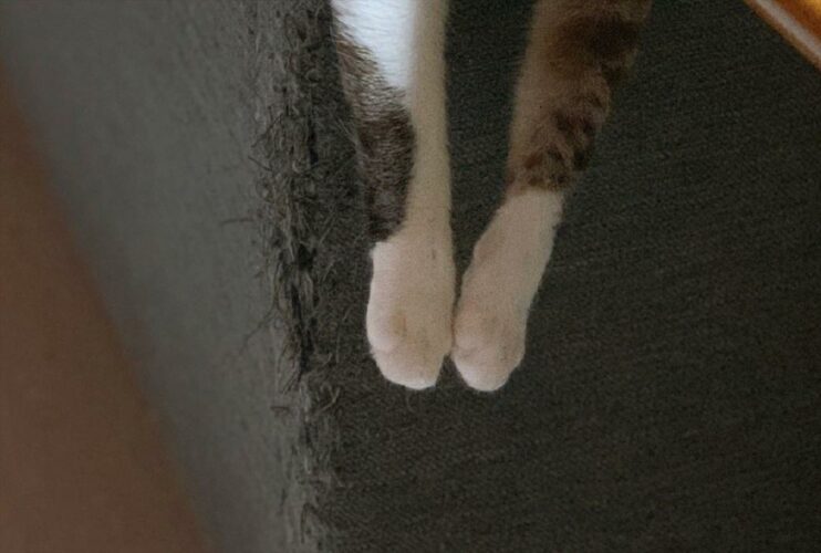 「それ、、、くつろげてる？」なんとも言えない表情で斬新なくつろぎ方をする愛猫が面白い！