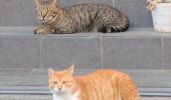 大阪市の専念寺が投稿する『今日の猫様から人間さんへのお言葉』に納得！「猫様のお言葉なら素直に聞けますね」