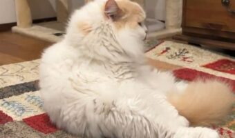スコティッシュストレートの愛猫の『ぽて寝』が炸裂!可愛すぎる動きに反響「相変わらずのキレですにゃ」「職人芸です」