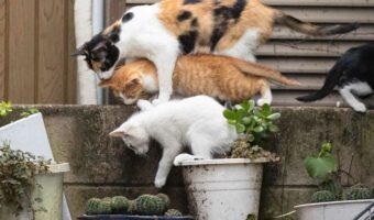 これは何なんだにゃ!?サボテンが気になる猫たちの光景が面白いと話題に!【猫写真家・沖 昌之さんが撮影】