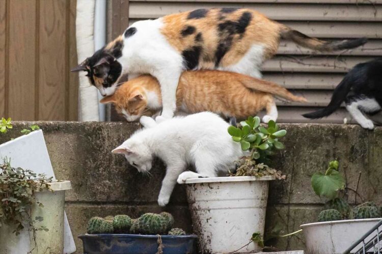 これは何なんだにゃ！？サボテンが気になる猫たちの光景が面白いと話題に！【猫写真家・沖 昌之さんが撮影】