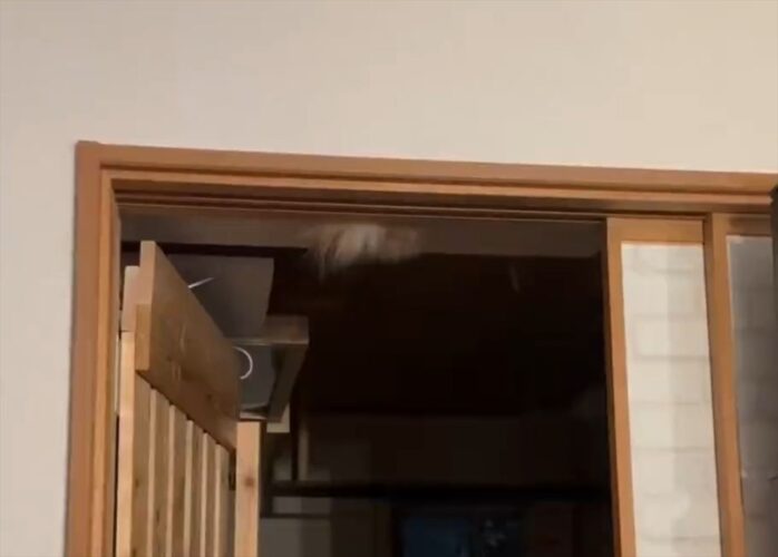 妖怪の『天井下り』がまさかの出現！？天井から何かが生えてきた瞬間が話題に！「コウモリ顔負けの生え方ですね」