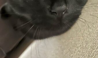 【猫の瞳術】この目で見つめられたら誰も抗えない! 「飼い主さんのことがだいすきな視線ですね」
