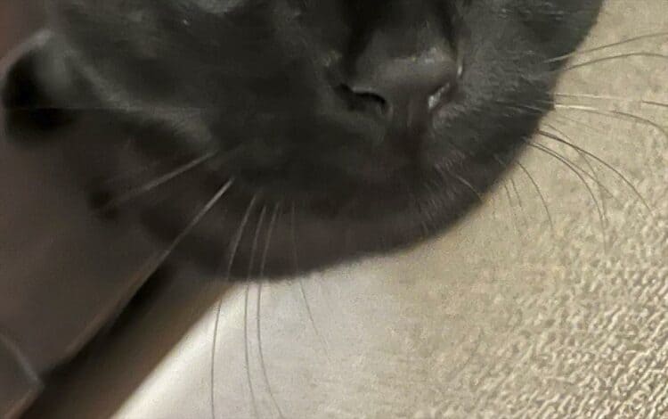 【猫の瞳術】この目で見つめられたら誰も抗えない！ 「飼い主さんのことがだいすきな視線ですね」