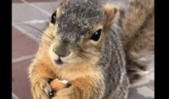 アーモンドを食べてハッピー!リスが美味しそうに食事をしている姿からは、ASMRにもばっちしな咀嚼音まで聞こえてきます!!