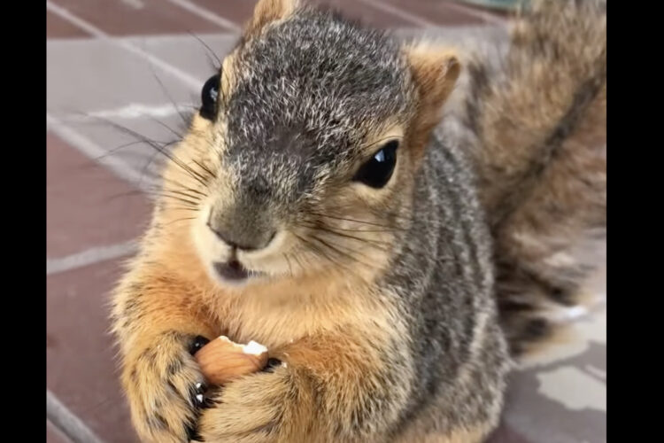 アーモンドを食べてハッピー！リスが美味しそうに食事をしている姿からは、ASMRにもばっちしな咀嚼音まで聞こえてきます！！