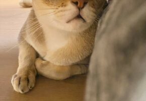 「くりんくりんすぎて、おめめどっかに落っことしてこないか心配」こぼれ落ちそうな瞳の愛猫が可愛すぎる！