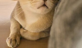 「くりんくりんすぎて、おめめどっかに落っことしてこないか心配」こぼれ落ちそうな瞳の愛猫が可愛すぎる!