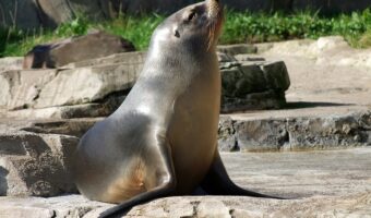 オットセイの鳴き声ってどんなの?子供がオットセイの鳴き声のような咳をしたら危険・・・らしい?