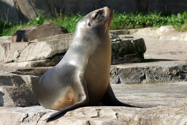 オットセイの鳴き声ってどんなの？子供がオットセイの鳴き声のような咳をしたら危険・・・らしい？