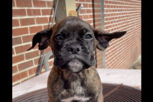 ボクサー犬の赤ちゃんはお風呂の後に室外機の上へ。温風が出ているその場所では、垂れた耳がふわふわ浮いています！！