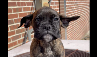 ボクサー犬の赤ちゃんはお風呂の後に室外機の上へ。温風が出ているその場所では、垂れた耳がふわふわ浮いています!!