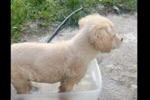 水遊びをする子犬。この子は大きなプールよりも体にフィットする容器の方が好きみたい！！【アメリカ・動画】