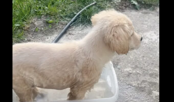 水遊びをする子犬。この子は大きなプールよりも体にフィットする容器の方が好きみたい！！【アメリカ・動画】