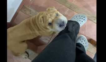 子犬はママさんの足元にピッタリくっついて離れない！階段を下りるのもこれだとママさんは一苦労・・【海外・動画】