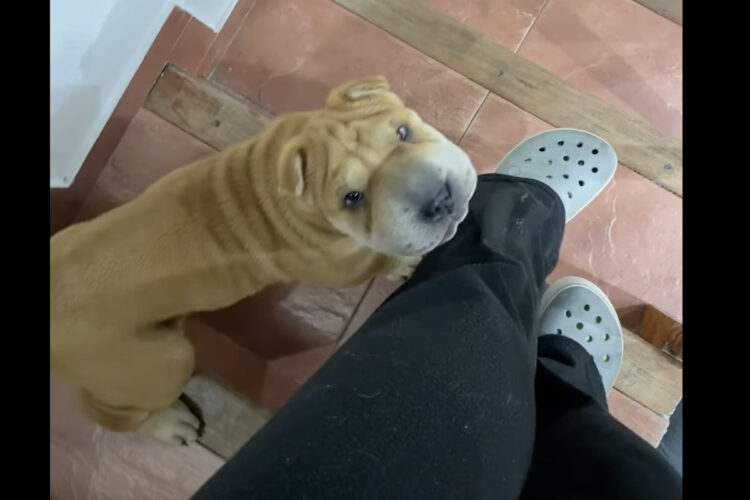 子犬はママさんの足元にピッタリくっついて離れない！階段を下りるのもこれだとママさんは一苦労・・【海外・動画】