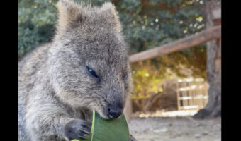 葉っぱをむしゃむしゃと食事中のクアッカワラビー。『世界一幸せな動物』と呼ばれるだけあって、ごはんを頬張る姿も幸せそう！！