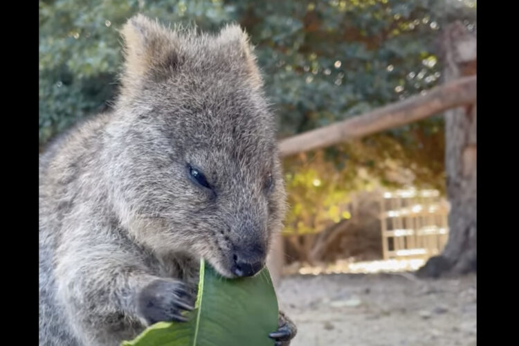 葉っぱをむしゃむしゃと食事中のクアッカワラビー。『世界一幸せな動物』と呼ばれるだけあって、ごはんを頬張る姿も幸せそう！！