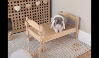 このウサギはミニマリスト？ベッドに枕もシーツも必要ない！とばかりに放り投げていきます！！【海外・動画】